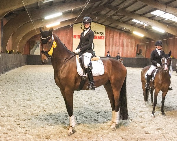 dressage horse Jazz Juwel (Rhinelander, 2011, from Jazz Rubin)