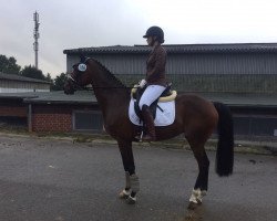 dressage horse Prinzessin Lillifee 16 (Oldenburg, 2009, from Prinzenadel)