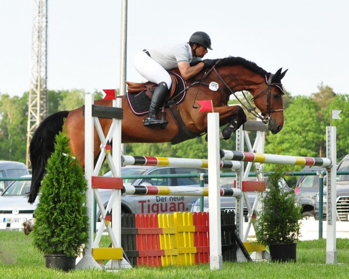 Springpferd Aspen B (Deutsches Sportpferd, 2008, von Acordelli)