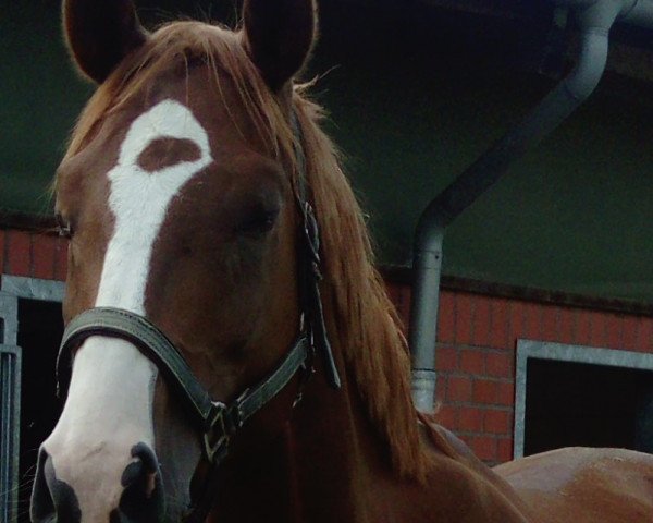 Pferd Brillant D (Westfale, 2013, von Belissimo NRW)