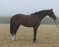 broodmare Dawina I (Holsteiner, 2011, from Cormint)