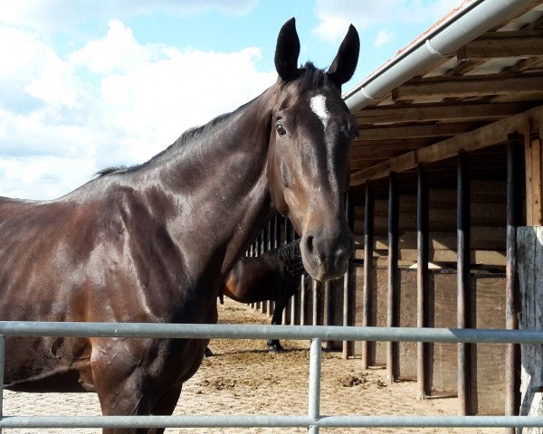 horse Diamond Royal 2 (Westphalian, 2011, from Decamerone 5)