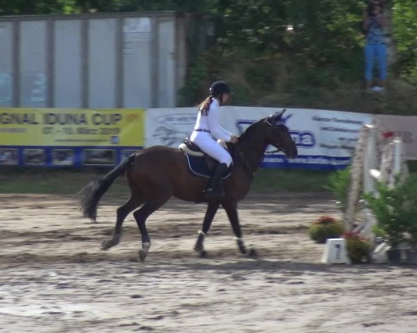 Reitturnier Neuss-Uedesheim 2018