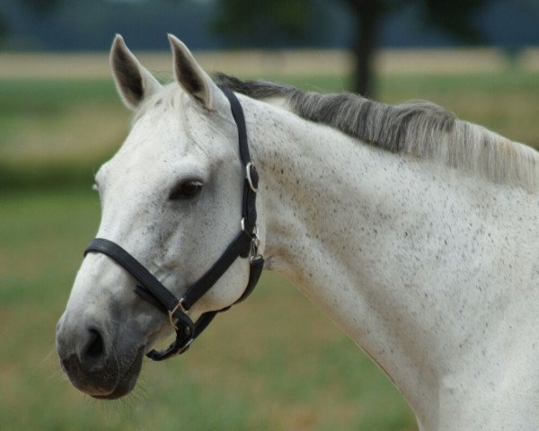 Springpferd Cesna Z (Rheinländer, 2003, von Co-Pilot)