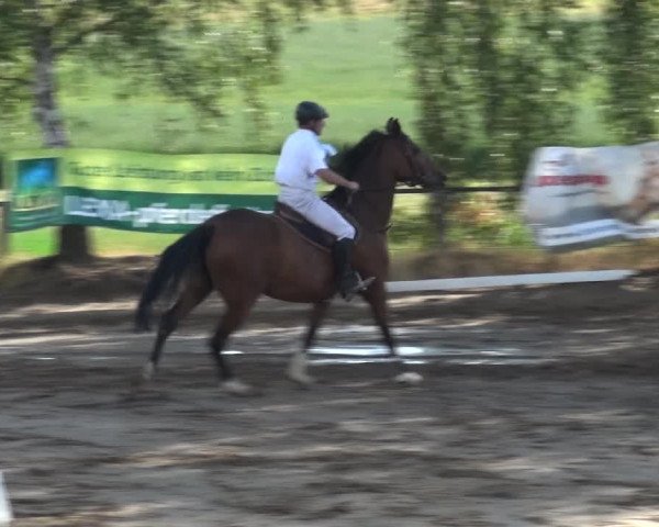 Reitturnier Neuss-Uedesheim 2018