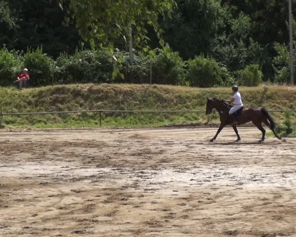 Reitturnier Neuss-Uedesheim 2018