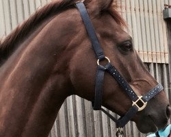 horse Falling in Love 6 (Hanoverian, 2012, from Fürst Nymphenburg)