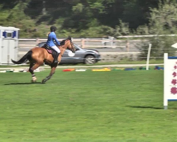 Sommer Concours Hippique St. Moritz 2018