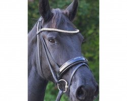 dressage horse Madeira 50 (unknown, 2012)
