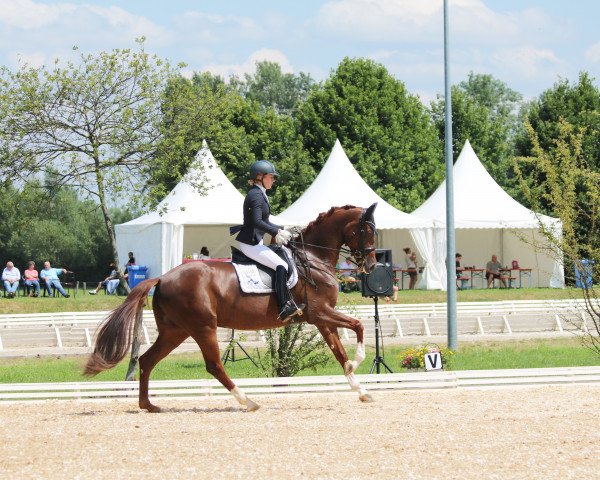 broodmare Desideria 13 (Württemberger, 2009, from Don Schufro)