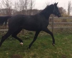 jumper Dialana (Hanoverian, 2014, from Diacontinus)