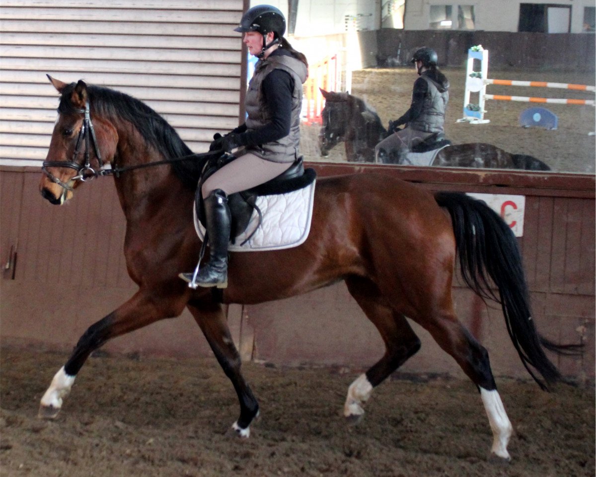 Broodmare Franziska F (Hanoverian, 2013, from Fidertanz)