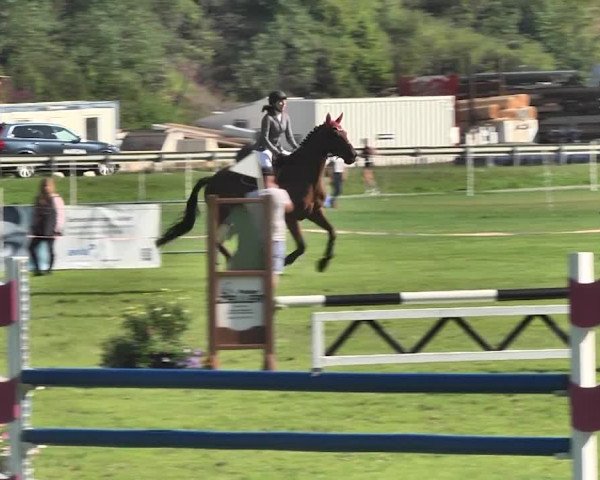 Sommer Concours Hippique St. Moritz 2018