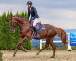 Springpferd Cicero -F (Holsteiner, 2011, von Cassilano)