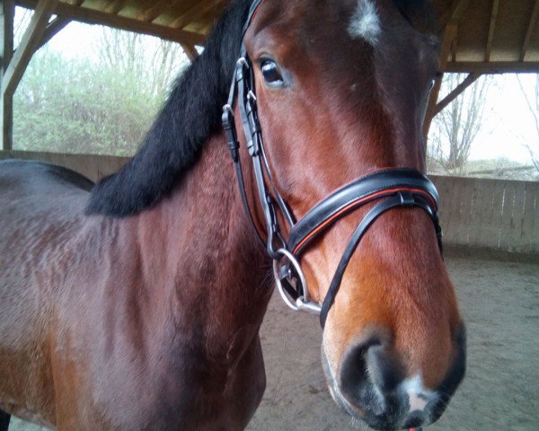 horse Lady Liberty 42 (Schlesier, 2013, from Amigo)