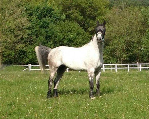 jumper Pantau 14 (Hanoverian, 2003, from Provider)