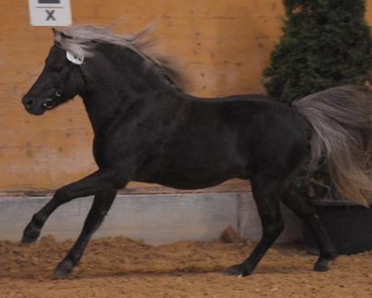 stallion Brendan (German Classic Pony, 1998, from Belmondo)