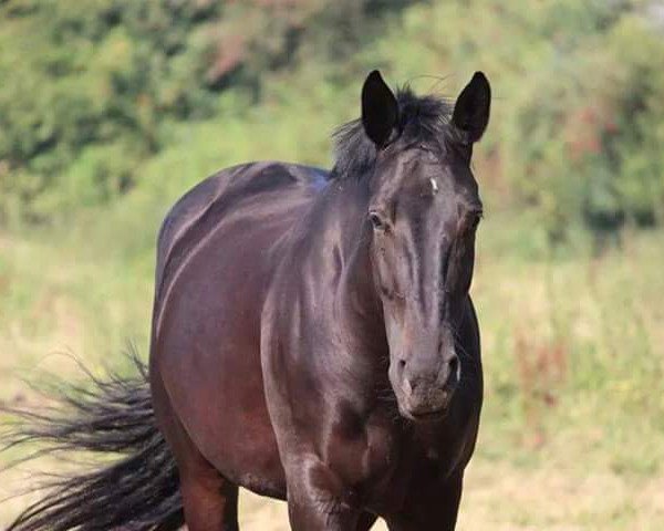 horse Donna (KWPN (Royal Dutch Sporthorse), 2008, from Toronto)