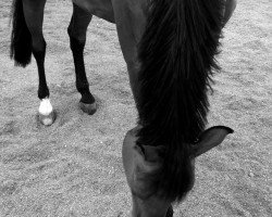 Dressurpferd Davy Jones 14 (KWPN (Niederländisches Warmblut), 2008, von Glock's Johnson Tn)