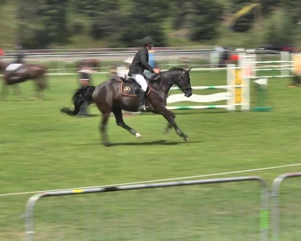 Sommer Concours Hippique St. Moritz 2018