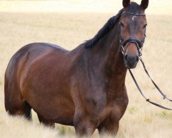 Springpferd Gentle G (KWPN (Niederländisches Warmblut), 2011, von Indoctro)