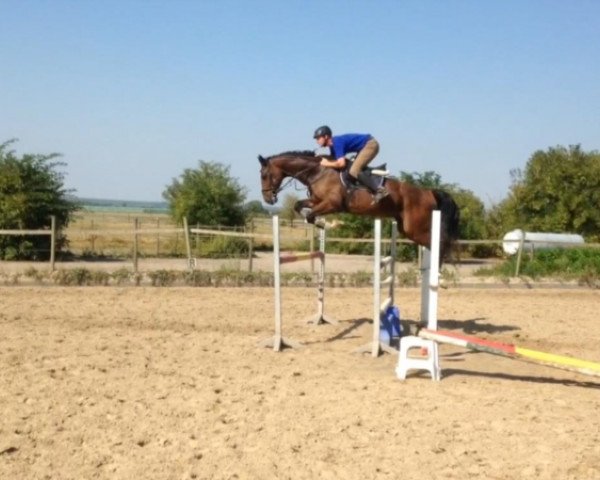 Springpferd Arturo 17 (Hannoveraner, 2011, von Adlantus As FRH)
