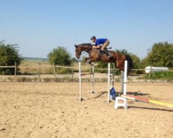 jumper Arturo 17 (Hanoverian, 2011, from Adlantus As FRH)