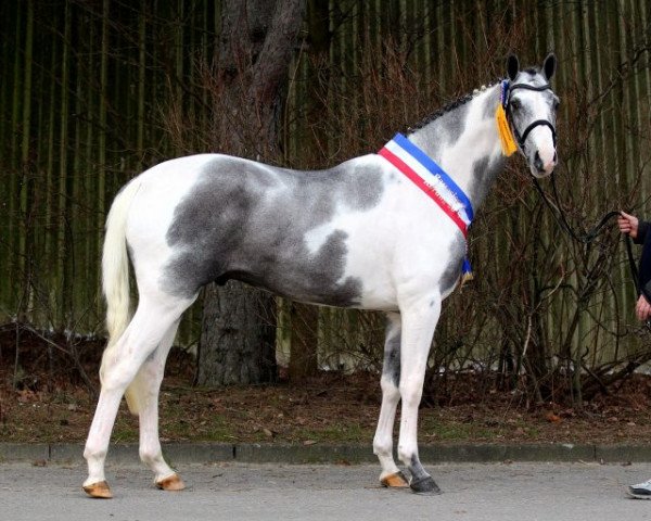 stallion Söl'rings Question of honour (Pinto with riding horses pedigree, 2014, from DSP Quasi Gold Md)