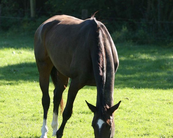 broodmare Adunia (Oldenburg, 2012, from A-Dur II)