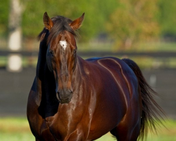 stallion Redoute's Choice xx (Thoroughbred, 1996, from Danehill xx)