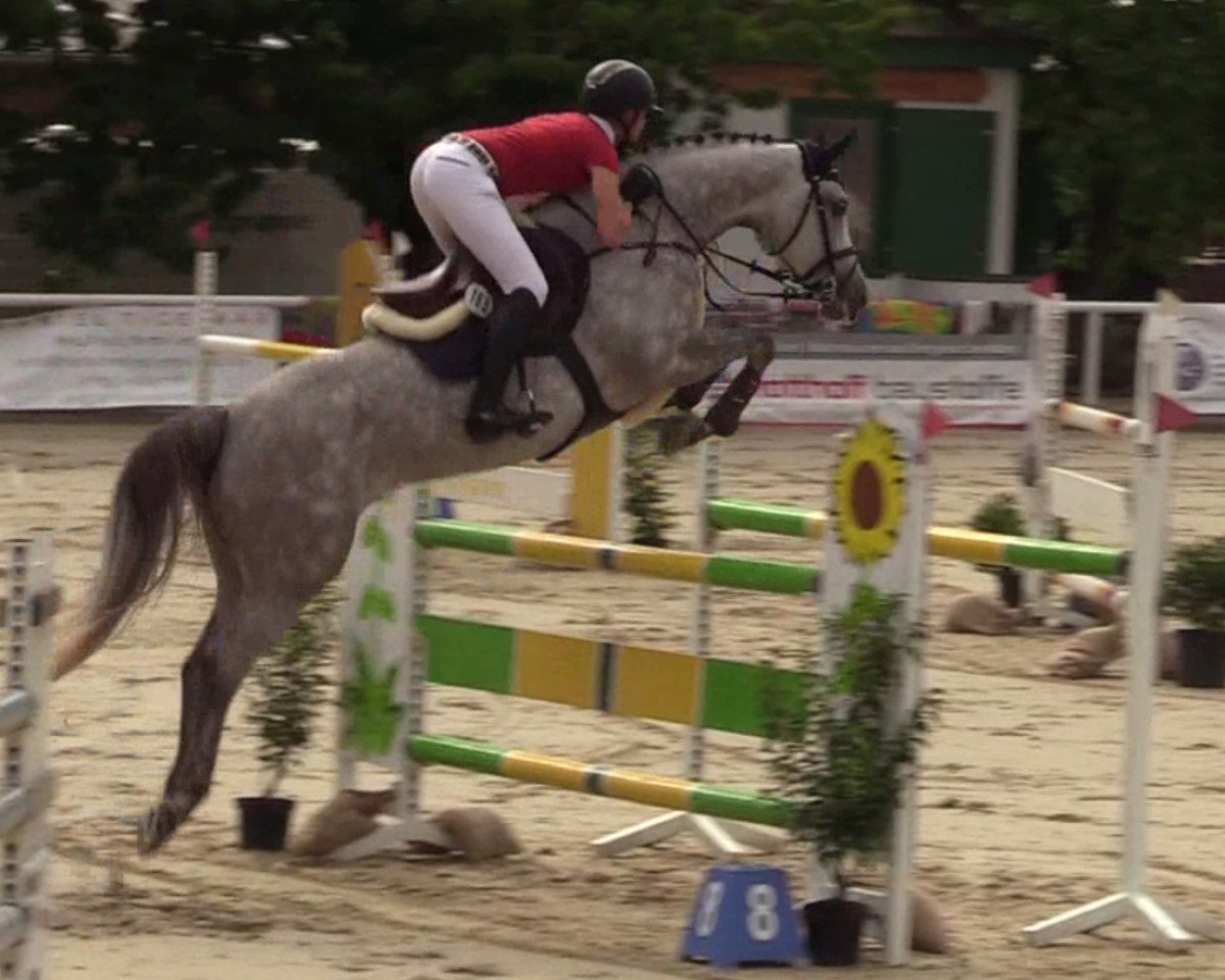 Springpferd CASABLANCA (Oldenburger Springpferd, 2012, von DSP Cashmoaker)
