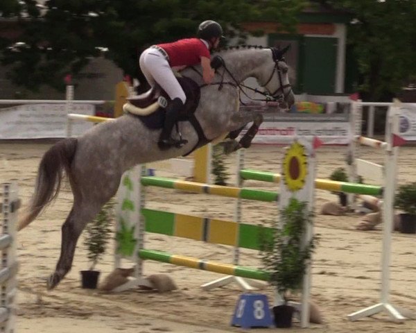 Springpferd CASABLANCA (Oldenburger Springpferd, 2012, von DSP Cashmoaker)