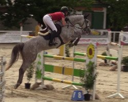jumper CASABLANCA (Oldenburg show jumper, 2012, from DSP Cashmoaker)