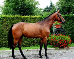 jumper Connery 47 (Holsteiner, 2012, from Corrado I)