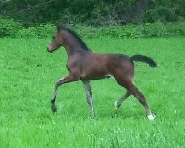 horse Blomquist 3 (Westphalian, 2010, from Black Jack 175)