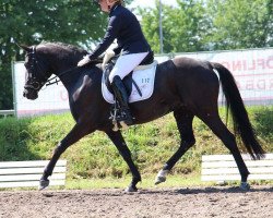 Dressurpferd Divina S (Hannoveraner, 2012, von Don Corazon)