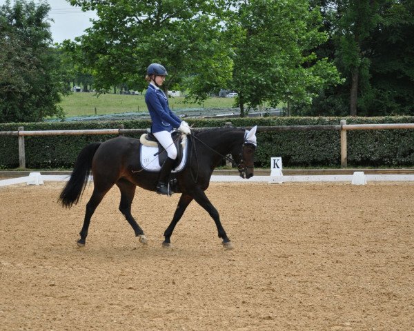 Dressurpferd Renaissance de la fleur (Deutsches Reitpony, 2006, von Ascan) Dressurpferd Renaissance de la fleur (Deutsches Reitpony, 2006, von Ascan)