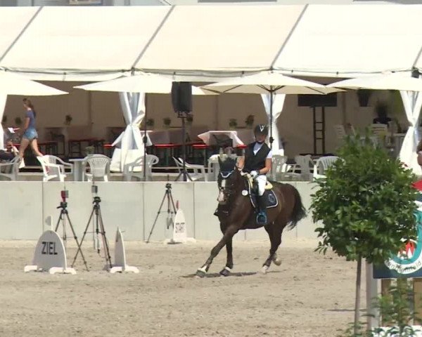 Reitturnier Grafenrheinfeld 2018