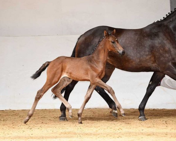 horse Stute von Bailando / Imperio (Bavarian, 2017, from Bailando) horse Stute von Bailando / Imperio (Bavarian, 2017, from Bailando)