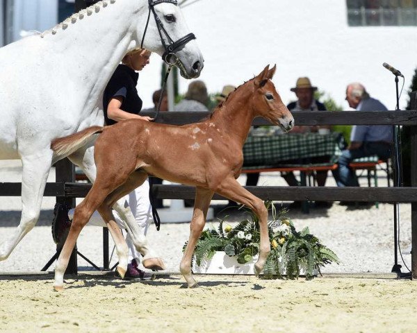 horse Montreal (Bavarian, 2017, from Manchester van't Paradijs)