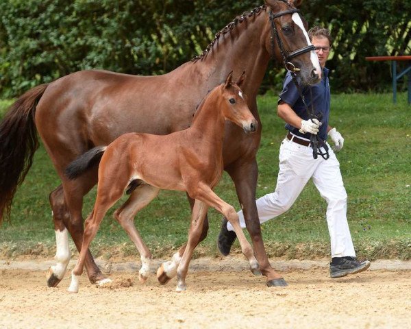 dressage horse Zampelino (German Sport Horse, 2017, from Zackman M) dressage horse Zampelino (German Sport Horse, 2017, from Zackman M)