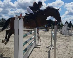 broodmare Cassiana 16 (Holsteiner, 2007, from Cassiano)