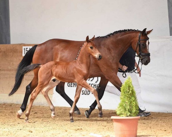 Pferd Bardolino 46 (Bayer, 2017, von Bailando)