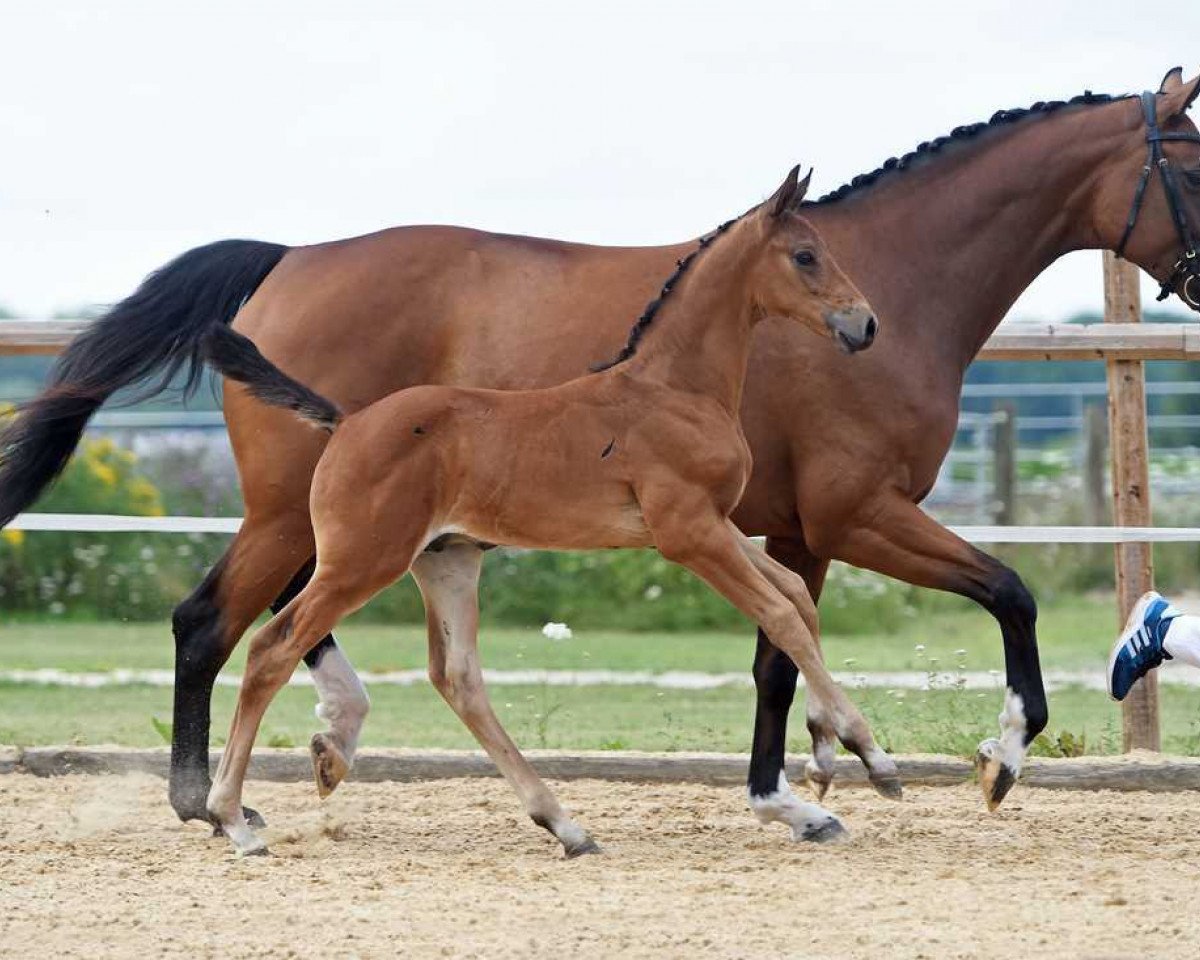 horse Hengst von Apache / Fürst Schoelling (Bavarian, 2017, from Hengst von Apache)