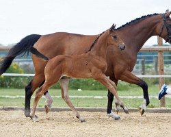 horse Hengst von Apache / Fürst Schoelling (Bavarian, 2017, from Hengst von Apache)
