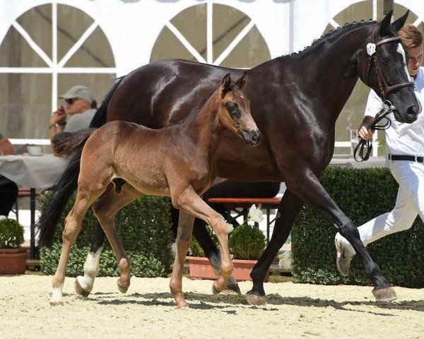 Pferd Baby Fürst (Bayer, 2017, von Birkhof's Fair Game OLD)