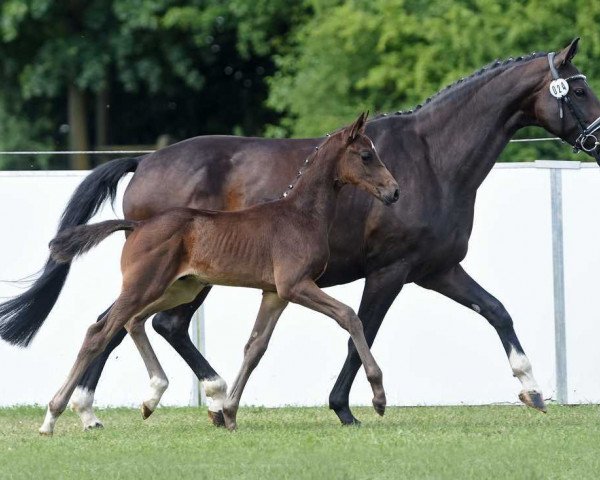 dressage horse Feiner Mann B. (German Sport Horse, 2017, from Finest)