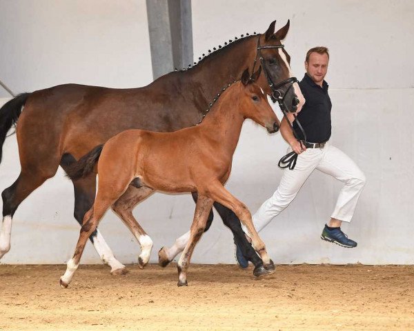 horse Talis S (German Sport Horse, 2017, from Birkhof's Topas Fbw)