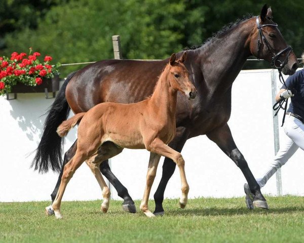 dressage horse Clair de Lune 23 (Bavarian, 2017, from Bailando)
