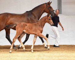 jumper Caruso Jay (German Warmblood, 2017, from Casaltino)